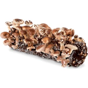 Back to the Roots Organic Shiitake Mushroom Kit for $28 Back to the Roots Organic Shiitake Mushroom Kit for $28
