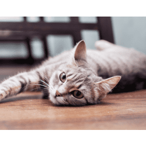 Allivet National Pet Month Savings: Save up to 50% on your first AutoShip Allivet National Pet Month Savings: Save up to 50% on your first AutoShip