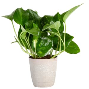 Costa Farms Live Indoor 8" Devil's Ivy w/ Pot for $16