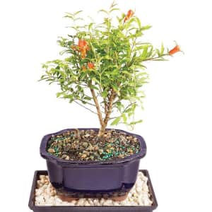 Brussel's Bonsai Live Dwarf Pomegranate Indoor Bonsai Tree for $28