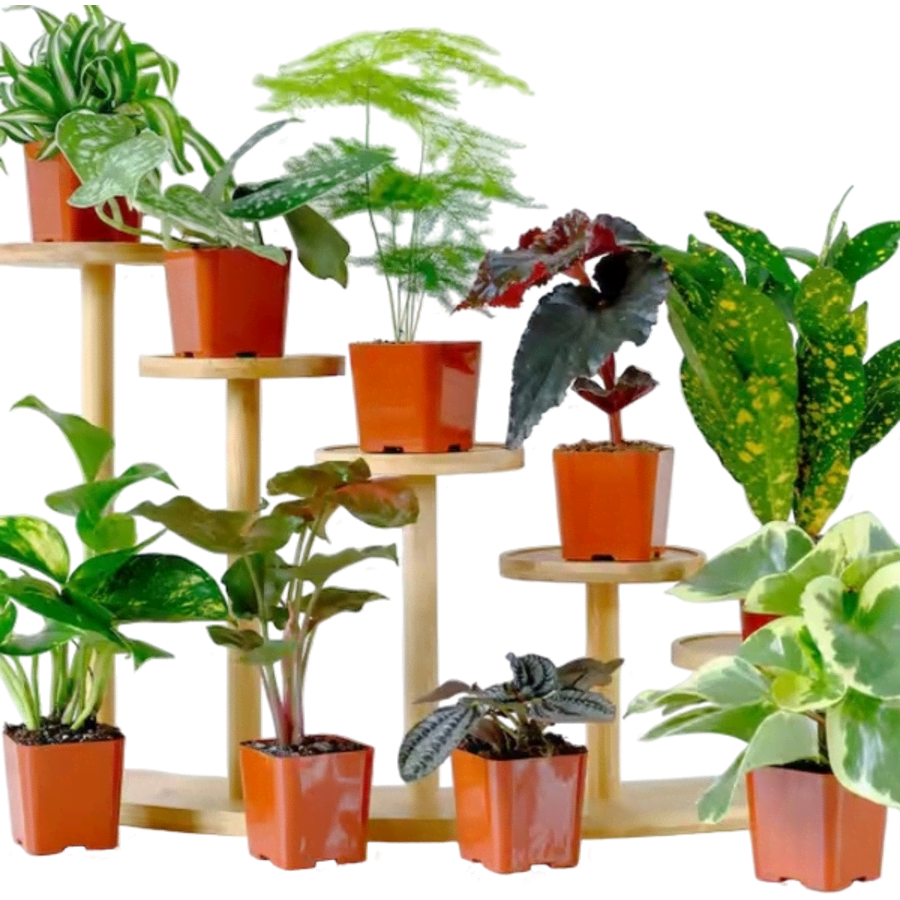 Altman Plants Easy Live House Plants 12-Pack: $26