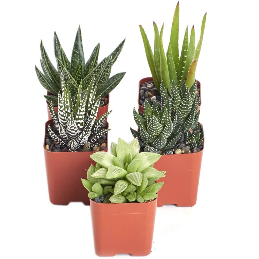 Shop Succulents 2" Mini Aloe Plant Variety 5-Pack: $15.99