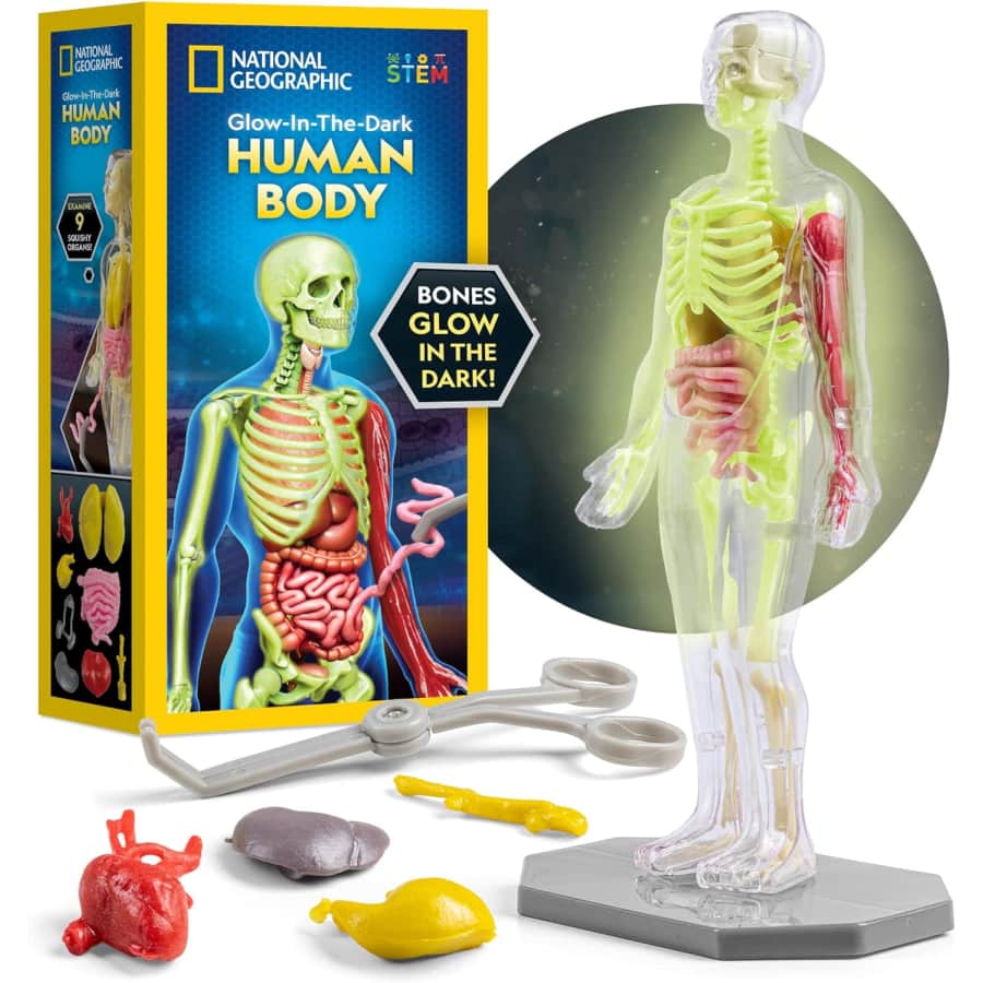 National Geographic Glow-in-the-Dark Human Body Model: $13 National Geographic Glow-in-the-Dark Human Body Model: $13