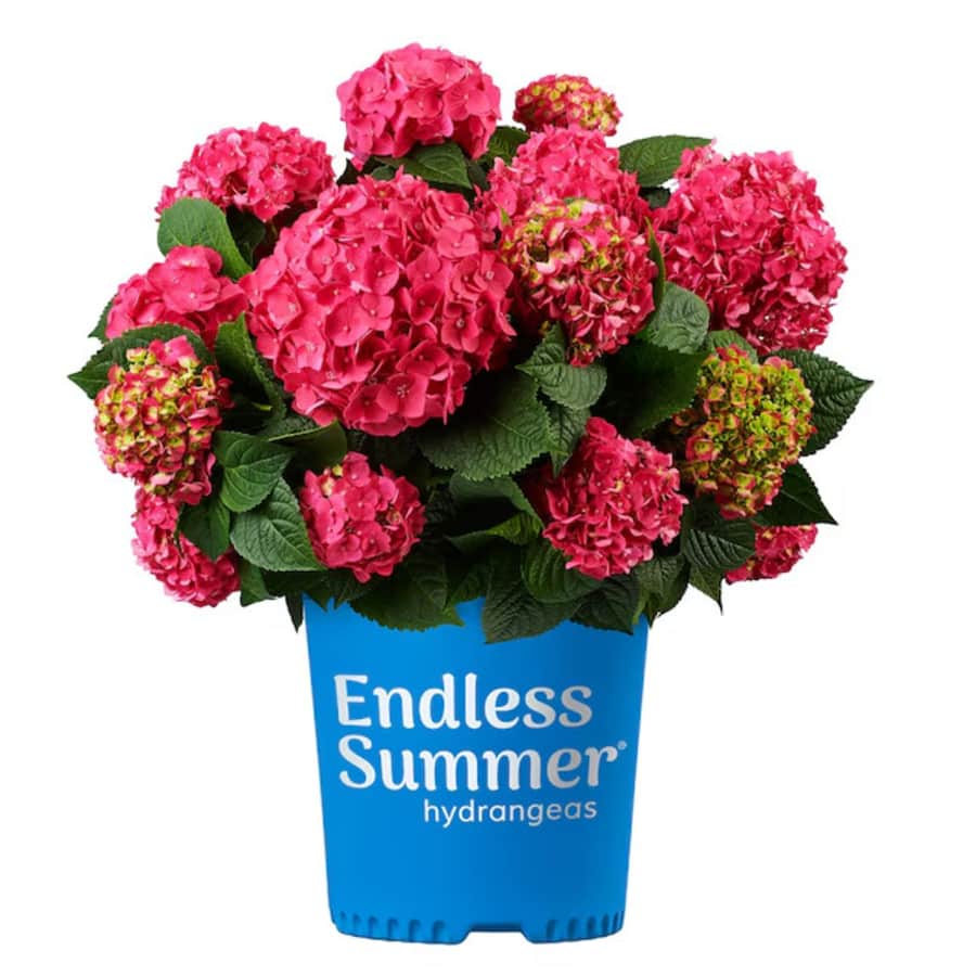Outdoor Plants Deals at Lowe's: Extra 20% off