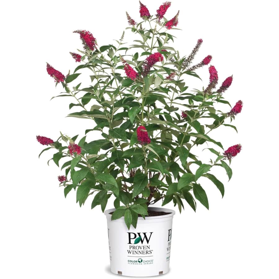 Proven Winners 2-Gallon Miss Molly Buddleia Shrub: $15