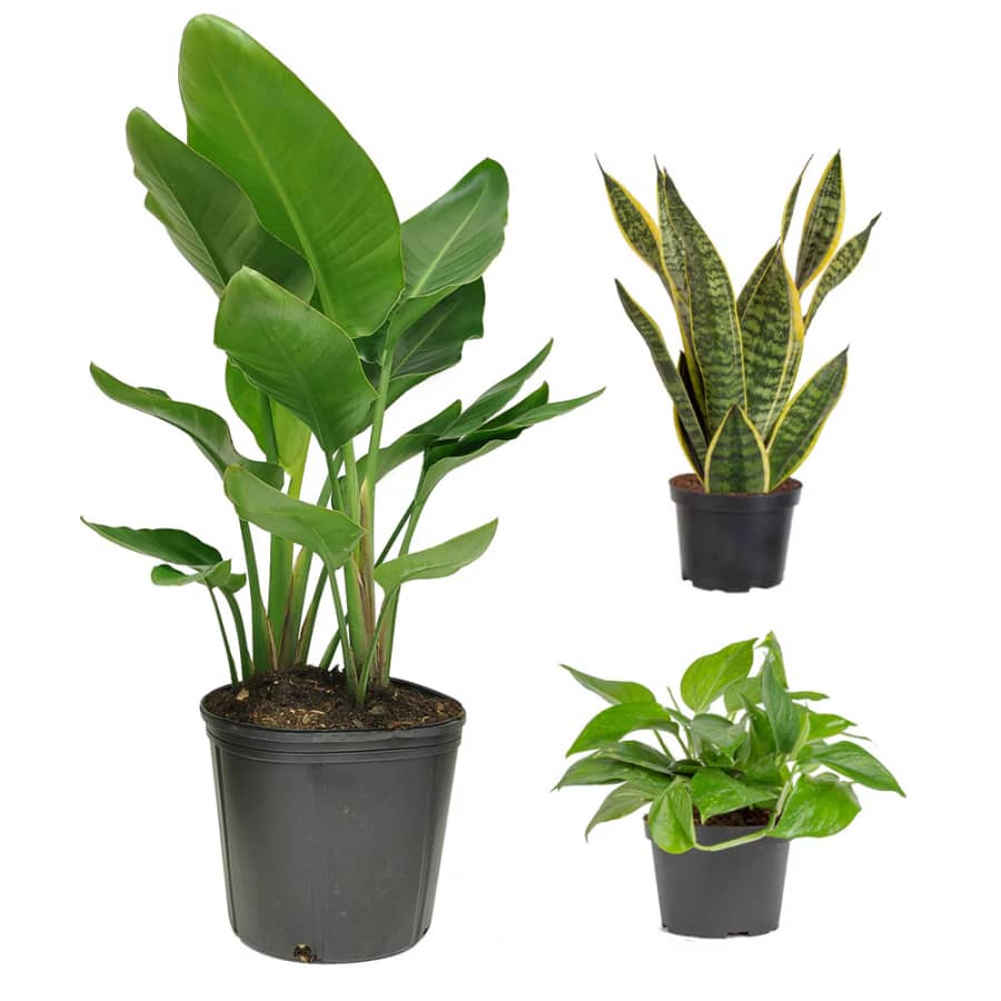 Costa Farms Plants at Lowe's: Up to 45% off