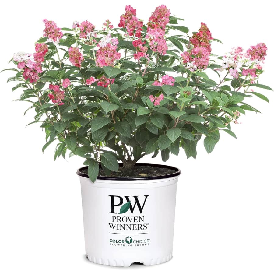 Proven Winners Little Quick Fire Hydrangea: $15