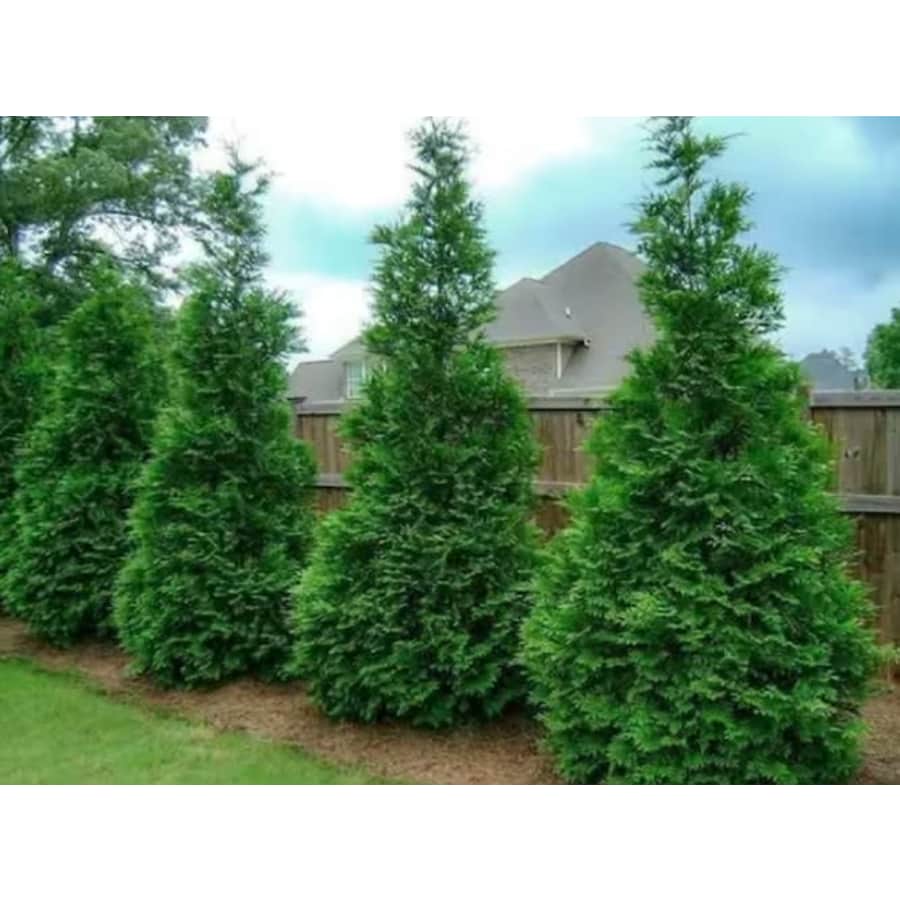 Transform Your Yard Sale at Home Depot: Up to 63% off