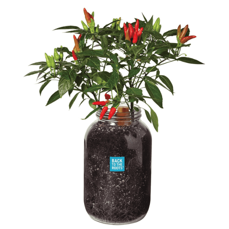 Back to the Roots Gardening Gifts at Amazon: Up to 30% off Back to the Roots Gardening Gifts at Amazon: Up to 30% off