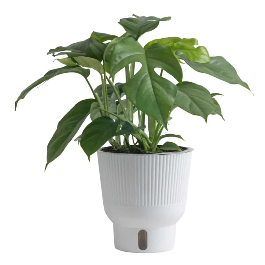 House Plants at Lowe's: Deals from $12