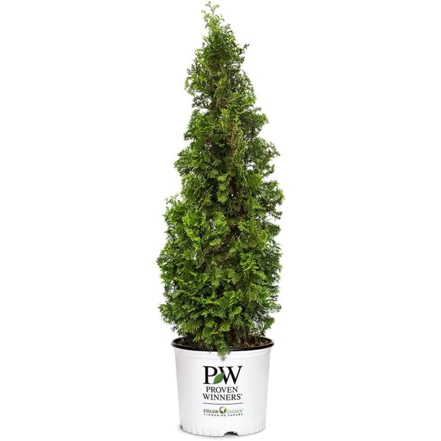 Proven Winners Sting Arborvitae Evergreen Shrub: $16 Proven Winners Sting Arborvitae Evergreen Shrub: $16