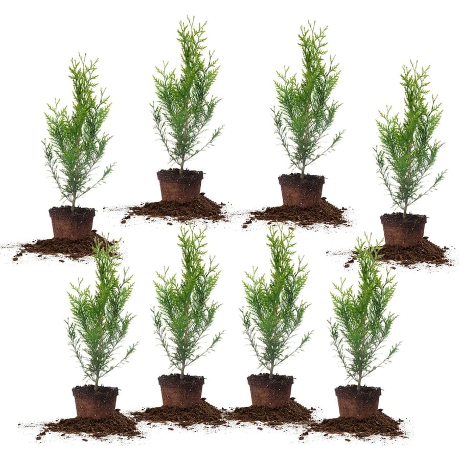 Perfect Plants Thuja Green Giant Privacy Evergreen Arborvitae Tree 8-Pack: $60