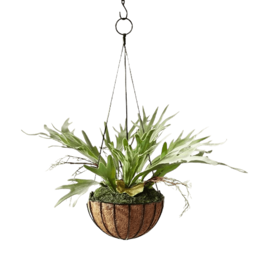 Hilton Carter 13" Artificial Hanging Staghorn Plant: $13