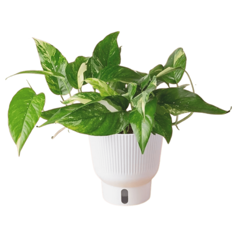 Lowe's Labor Day Costa Farms Plants Sale: 25% off everything