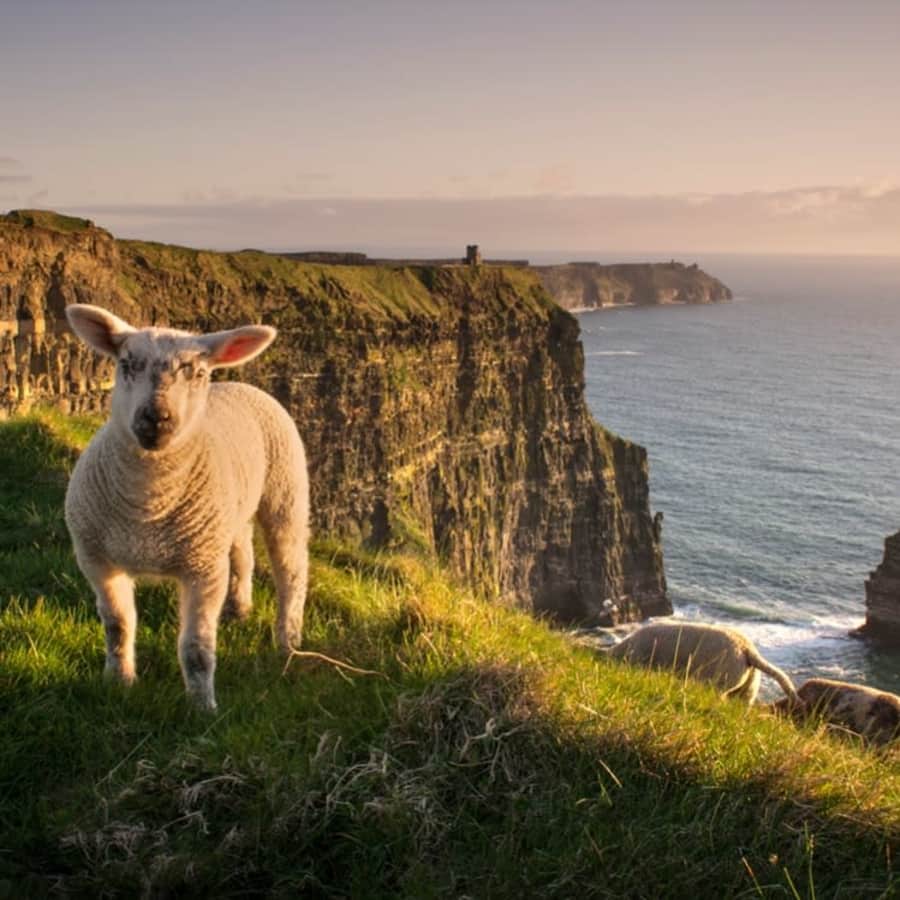 7-Night Ireland Flight, Hotel, and Tour Vacation: From $1,499 per person