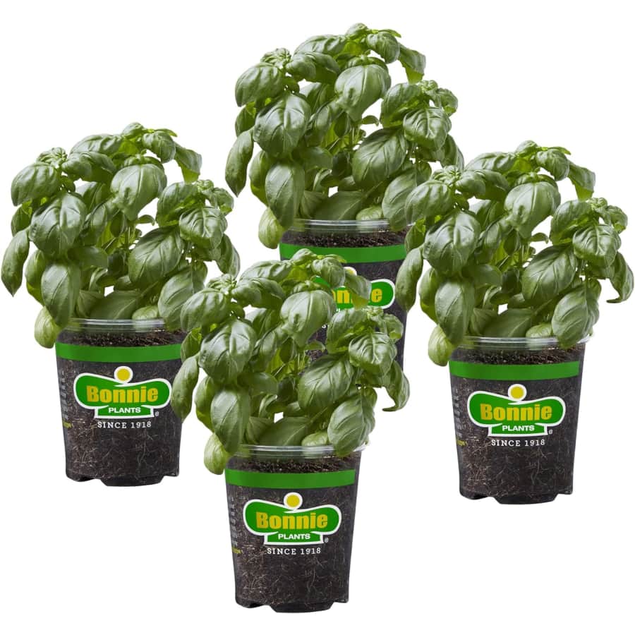 Bonnie Plants Deals at Amazon: Up to 32% off Bonnie Plants Deals at Amazon: Up to 32% off