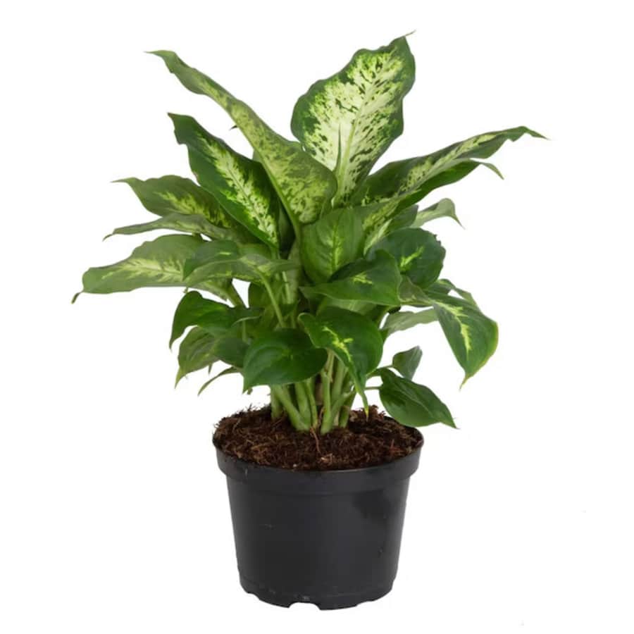 House Plant Deals at Lowe's: Up to 25% off