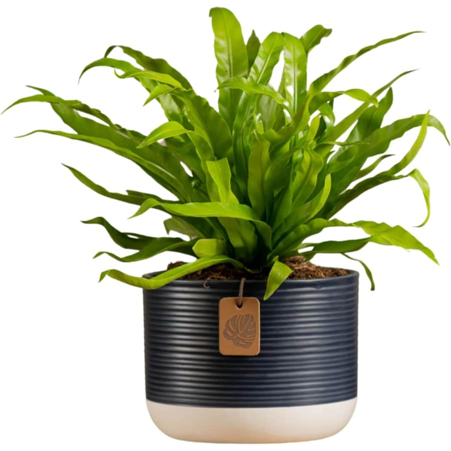 Costa Farms Plant Deals at Amazon: Up to 32% off Costa Farms Plant Deals at Amazon: Up to 32% off