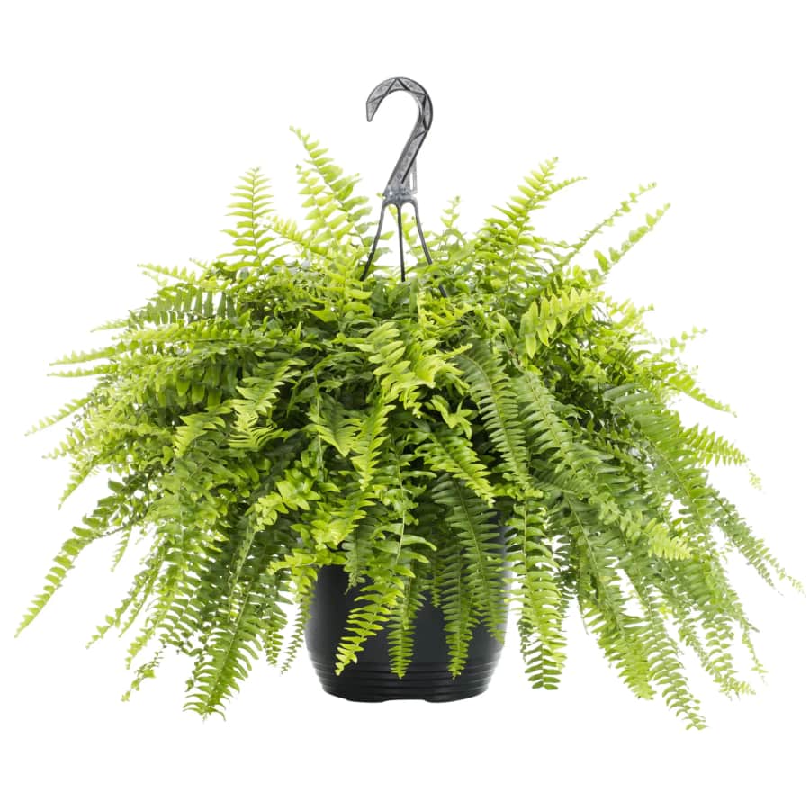 Expert Gardener 1.5-Gallon Boston Fern Live Plant in Hanging Basket: $9.97