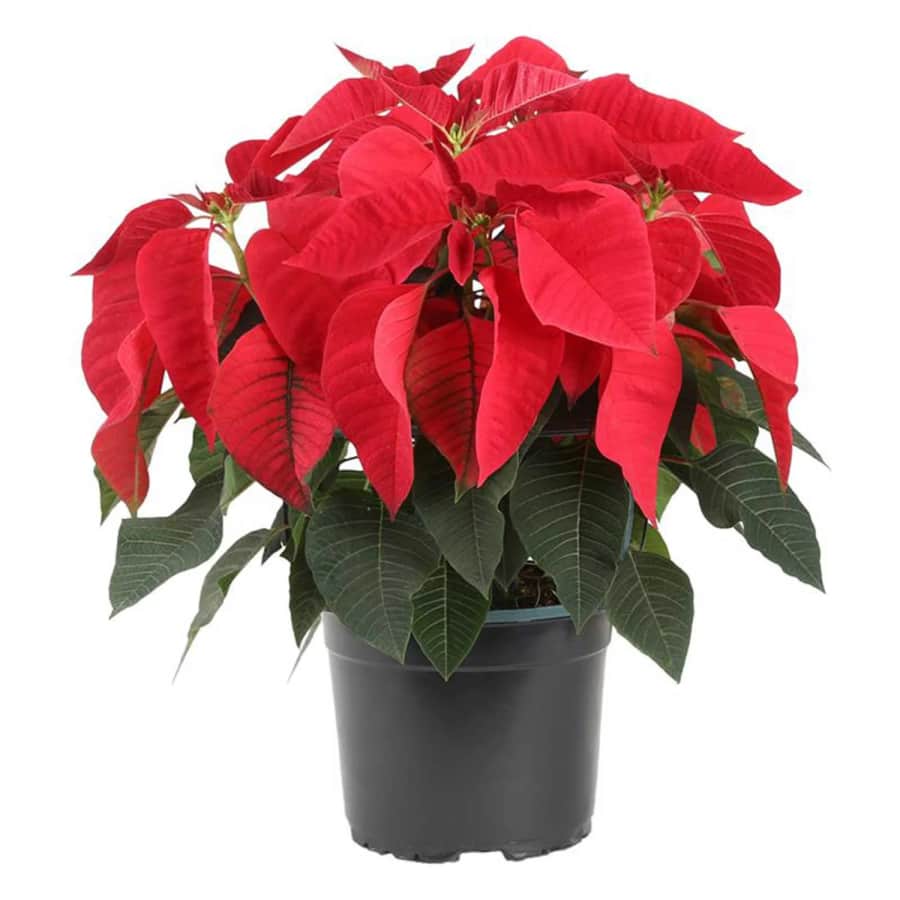 Live Plants Holiday Savings at Walmart: up to 50% off Live Plants Holiday Savings at Walmart: up to 50% off