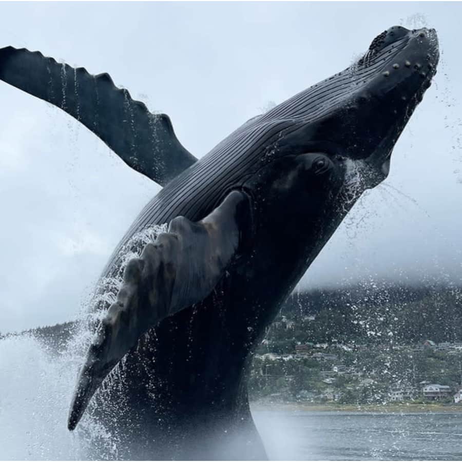 Princess Cruises 7-Night Inside Passage Alaska Cruise: From $834 per person