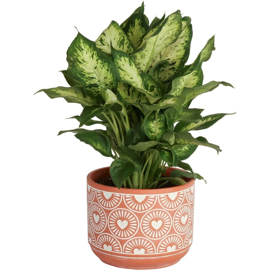 Costa Farms Dieffenbachia Live Indoor Plant: $19 Costa Farms Dieffenbachia Live Indoor Plant: $19