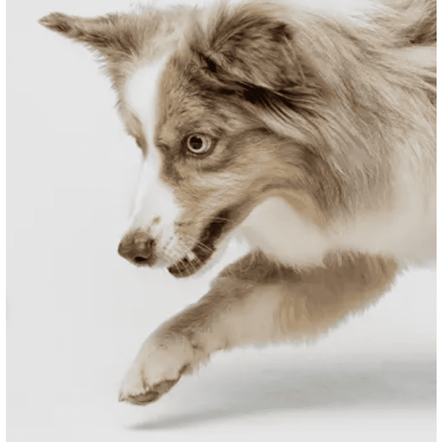 PetMeds Labor Day Sale: 25% off sitewide PetMeds Labor Day Sale: 25% off sitewide