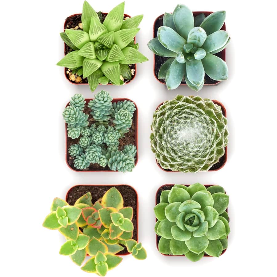 Shop Succulents Deals at Amazon: Up to 20% off