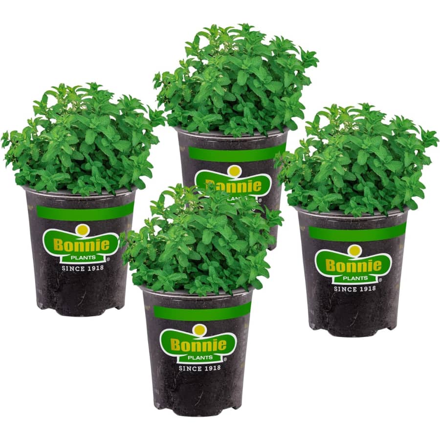 Plant Deals at Amazon: Up to 32% off Plant Deals at Amazon: Up to 32% off