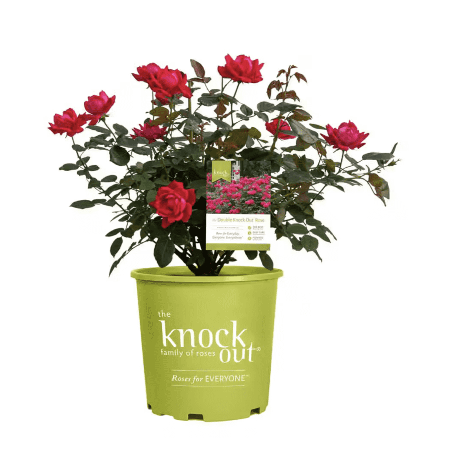 Spring Outdoor Plant Deals at Home Depot: From $11 Spring Outdoor Plant Deals at Home Depot: From $11