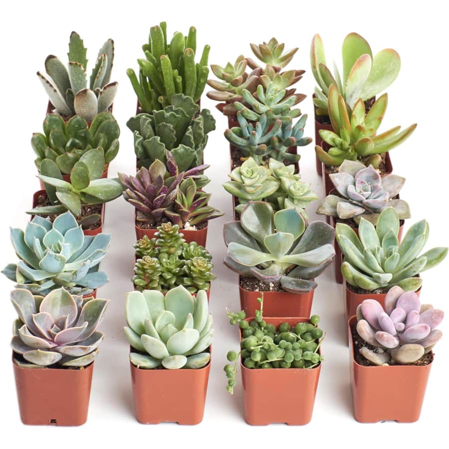 Shop Succulents Succulent Plant 20-Pack: $26 Shop Succulents Succulent Plant 20-Pack: $26