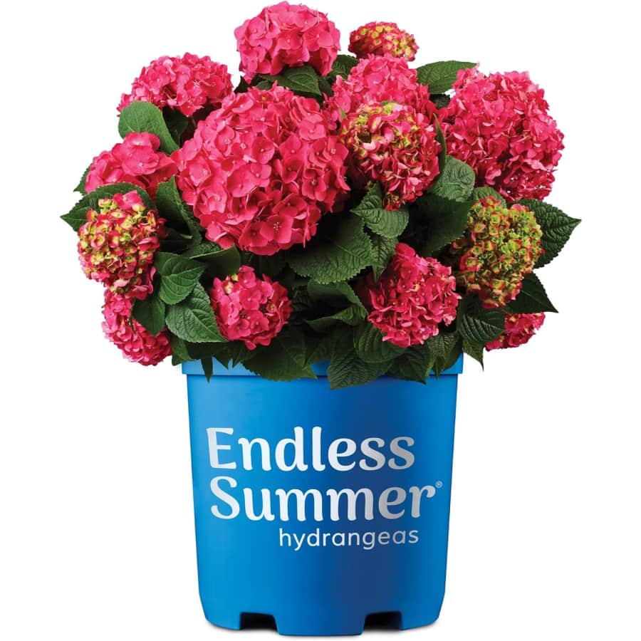 Endless Summer Hydrangea Summer Crush in 1-Gallon Pot: $15