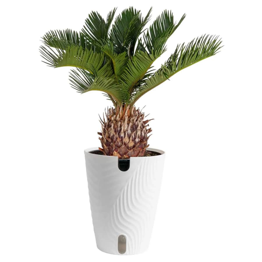 Costa Farms Plants at Lowe's: Up to 50% off