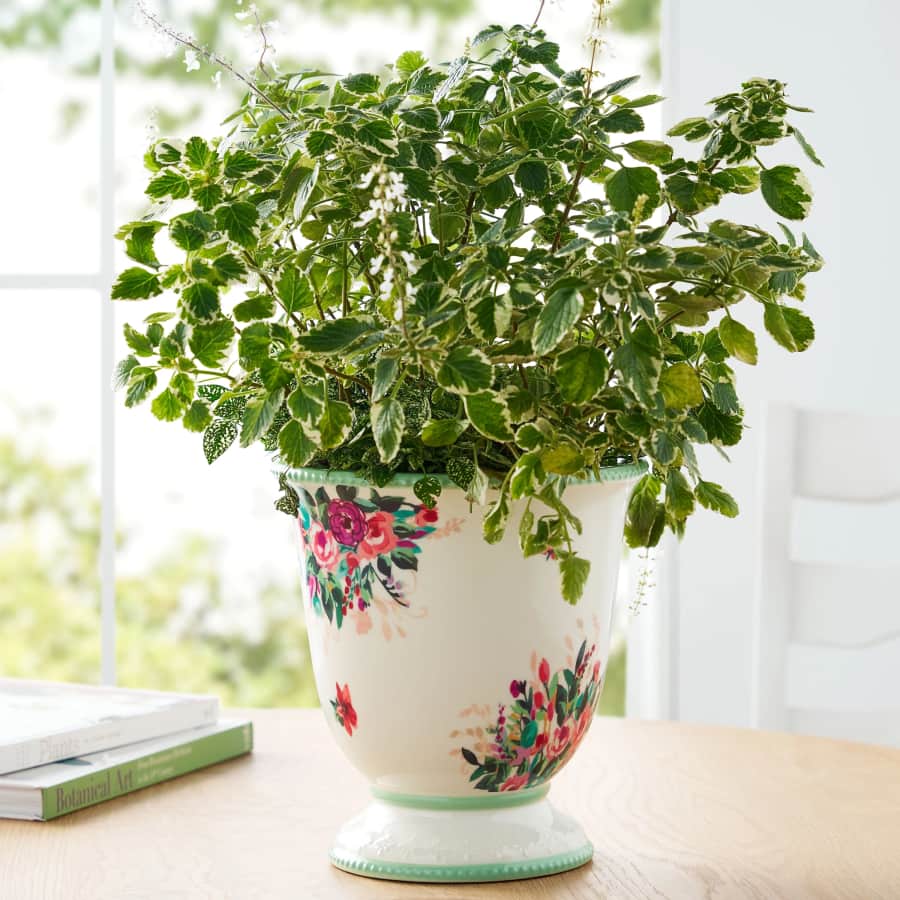 The Pioneer Woman 9" Ceramic Urn Planter: $12.97 The Pioneer Woman 9" Ceramic Urn Planter: $12.97