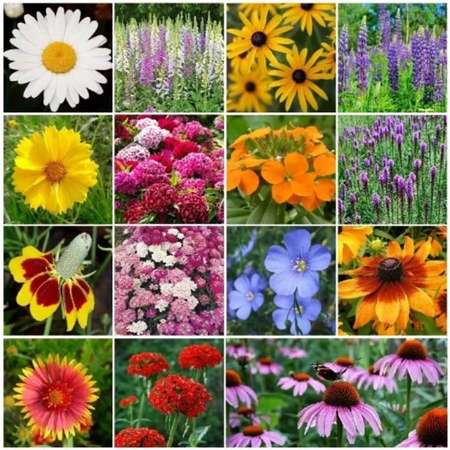 400 Perennial Wildflower Seeds: $1.99 400 Perennial Wildflower Seeds: $1.99