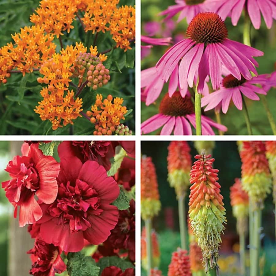 DeGroot Flowers, Vegetables, and Trees at Tractor Supply Co.: 75% off DeGroot Flowers, Vegetables, and Trees at Tractor Supply Co.: 75% off