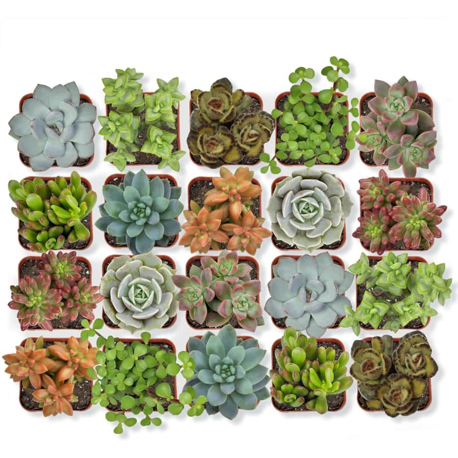 Altman Plants Succulent Discovery 20-Pack: $21