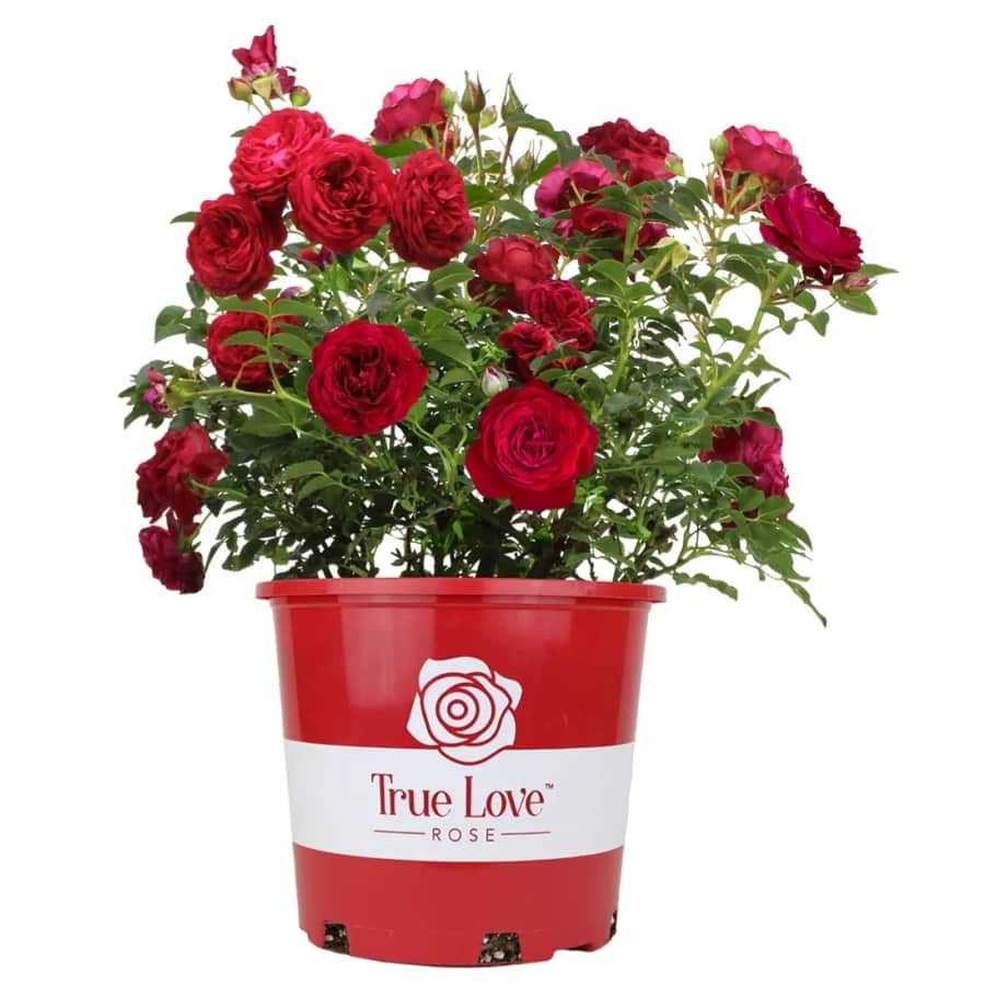True Bloom by Altman Plants 6-Quart Rose Bush: $23