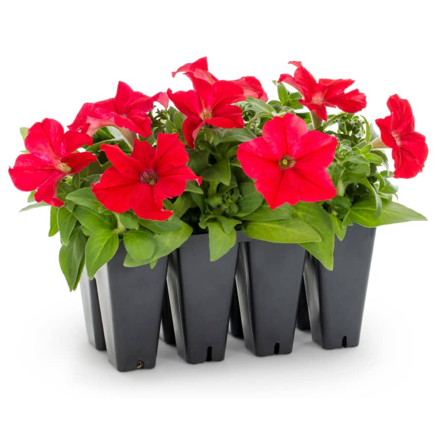 Lowe's Multicolor Petunia Tray 8-Pack: $4.98