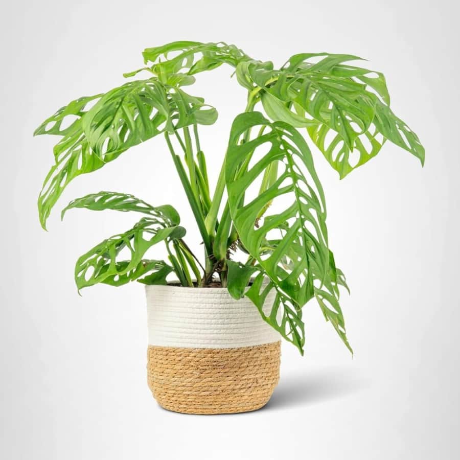 Costa Farms Plant Deals at Amazon: Up to 25% off