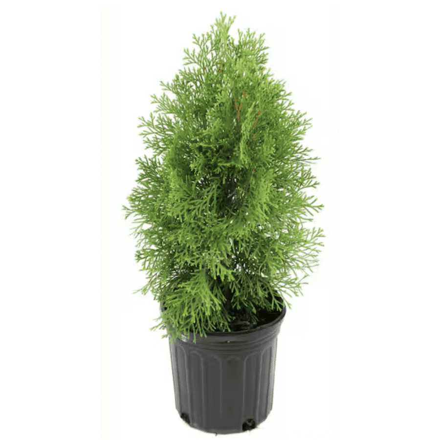 National Plant Network 2.5-Quart Arborvitae Giant Shrub: $15