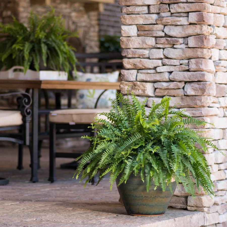 Live Plants at Lowe's: Up to 43% off Live Plants at Lowe's: Up to 43% off