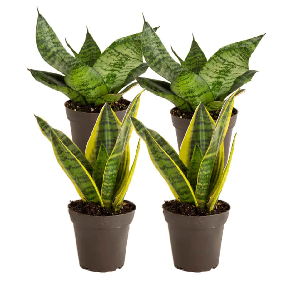 Costa Farms Grower's Choice Sansevieria Snake Plant House 4-Pack: $20 Costa Farms Grower's Choice Sansevieria Snake Plant House 4-Pack: $20