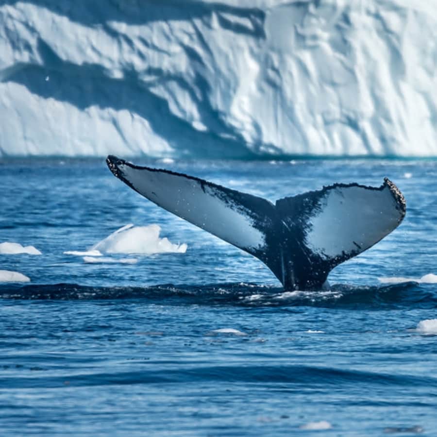 Cunard 9-Night Alaska Cruise in 2026: From $1,279 per person