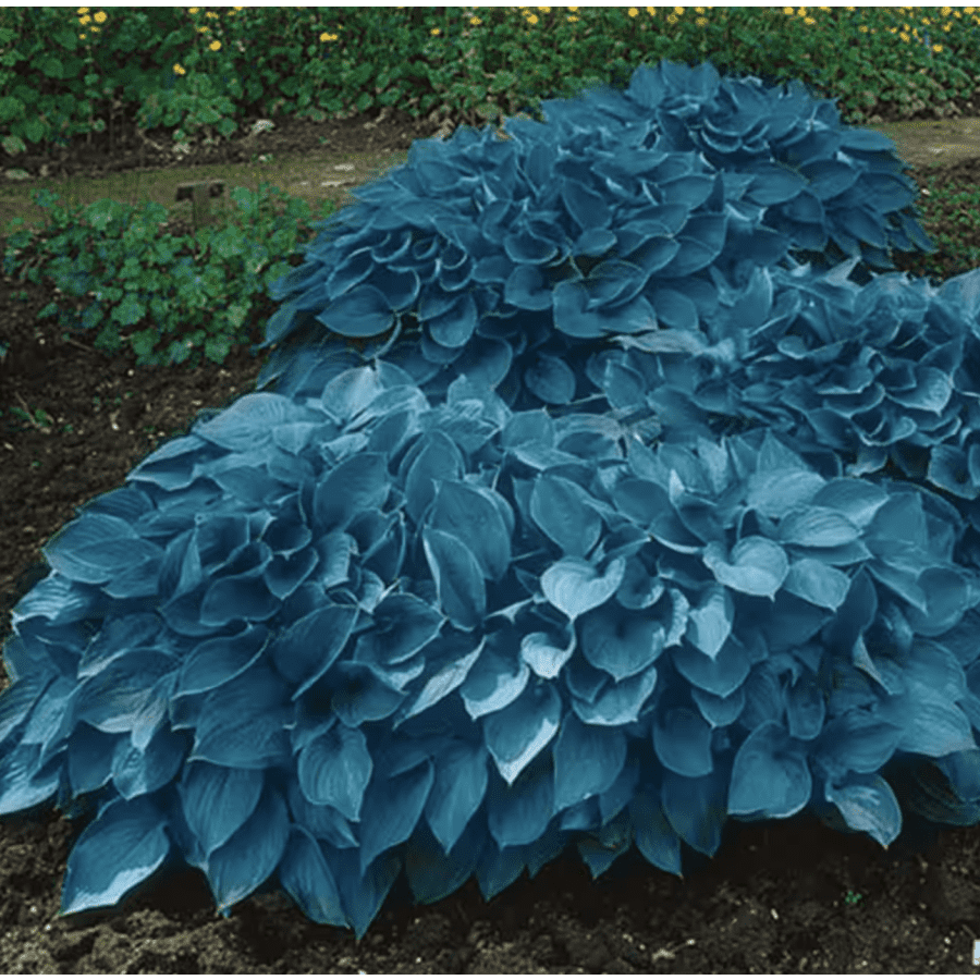 Outdoor Plant 4th of July Deals at Home Depot: Up to 34% off Outdoor Plant 4th of July Deals at Home Depot: Up to 34% off