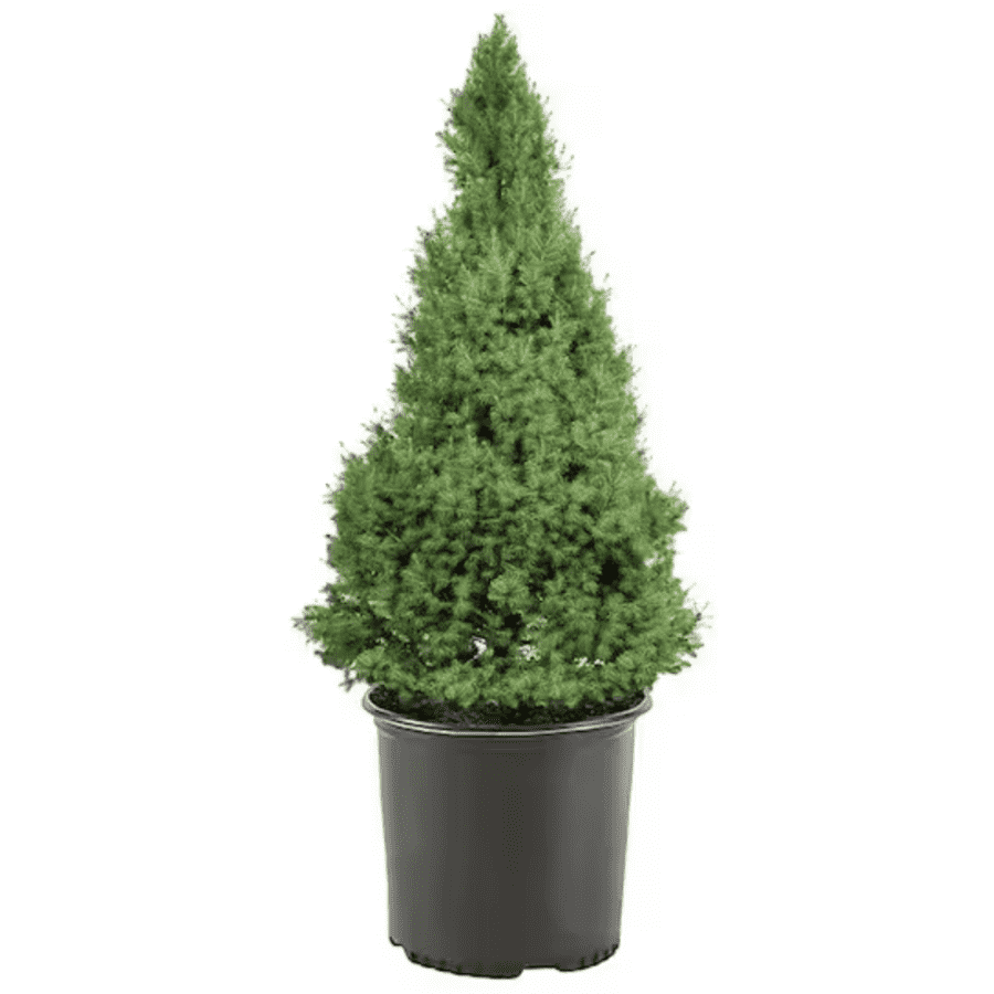Home Depot Black Friday Plant Deals: From $15