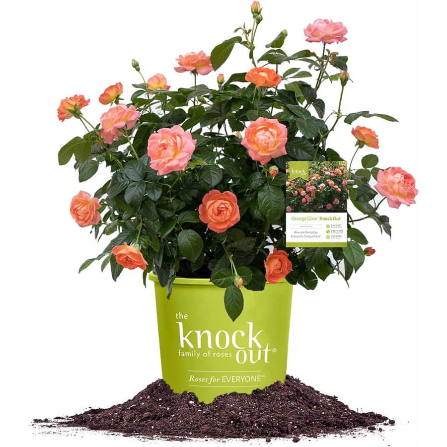 Perfect Plants Orange Glow Knock Out Rose Bush: $9.99