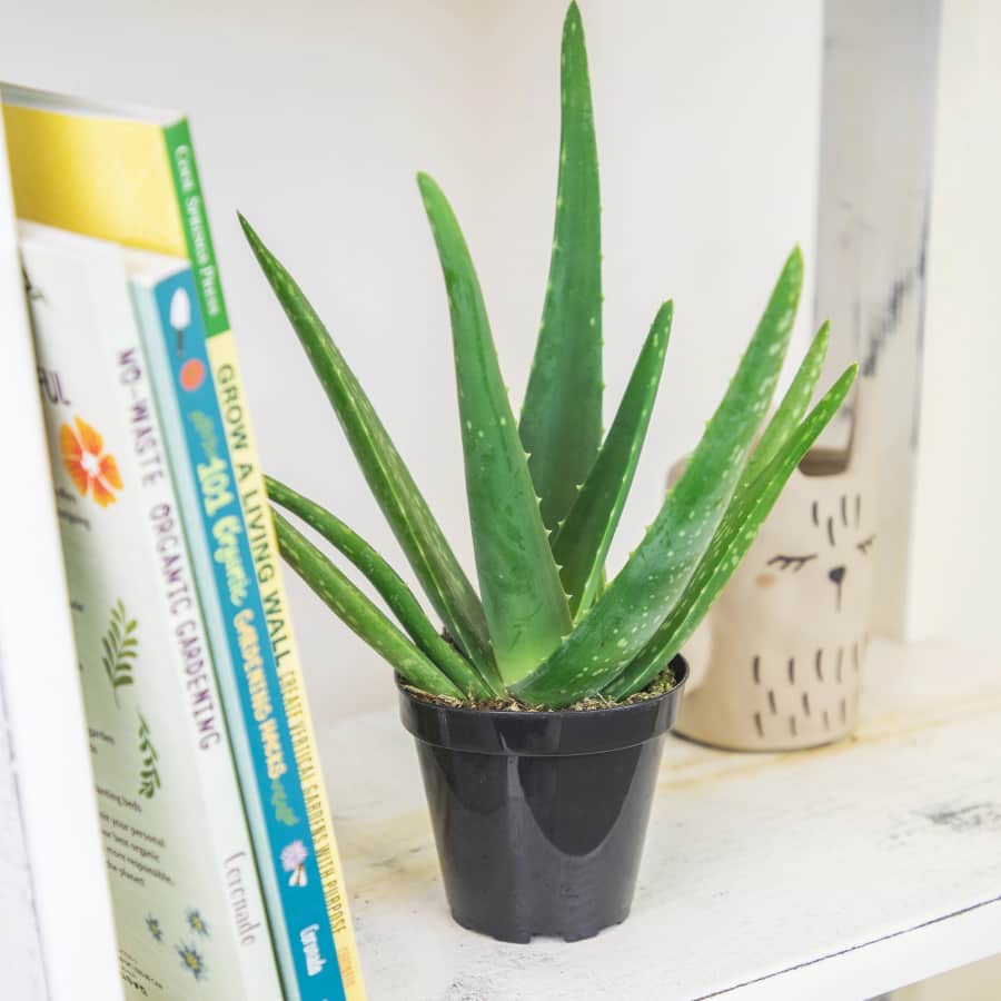 Indoor Plants at Lowe's: 25% off Indoor Plants at Lowe's: 25% off