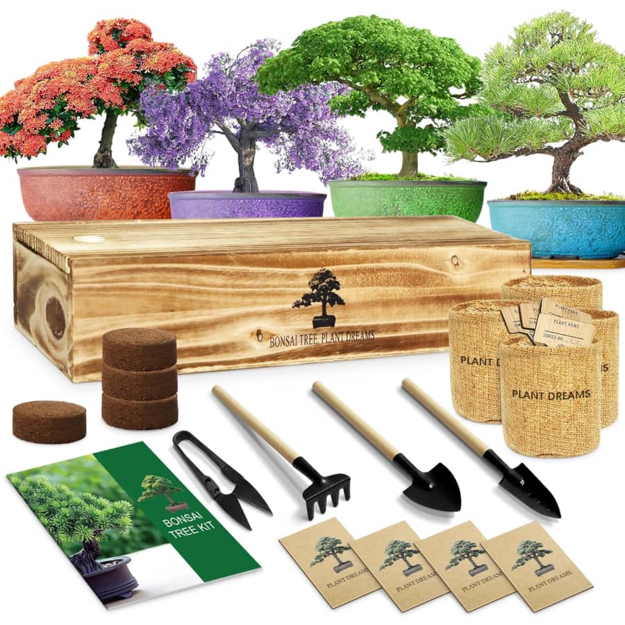 Bonsai Tree Starter Kit: $18