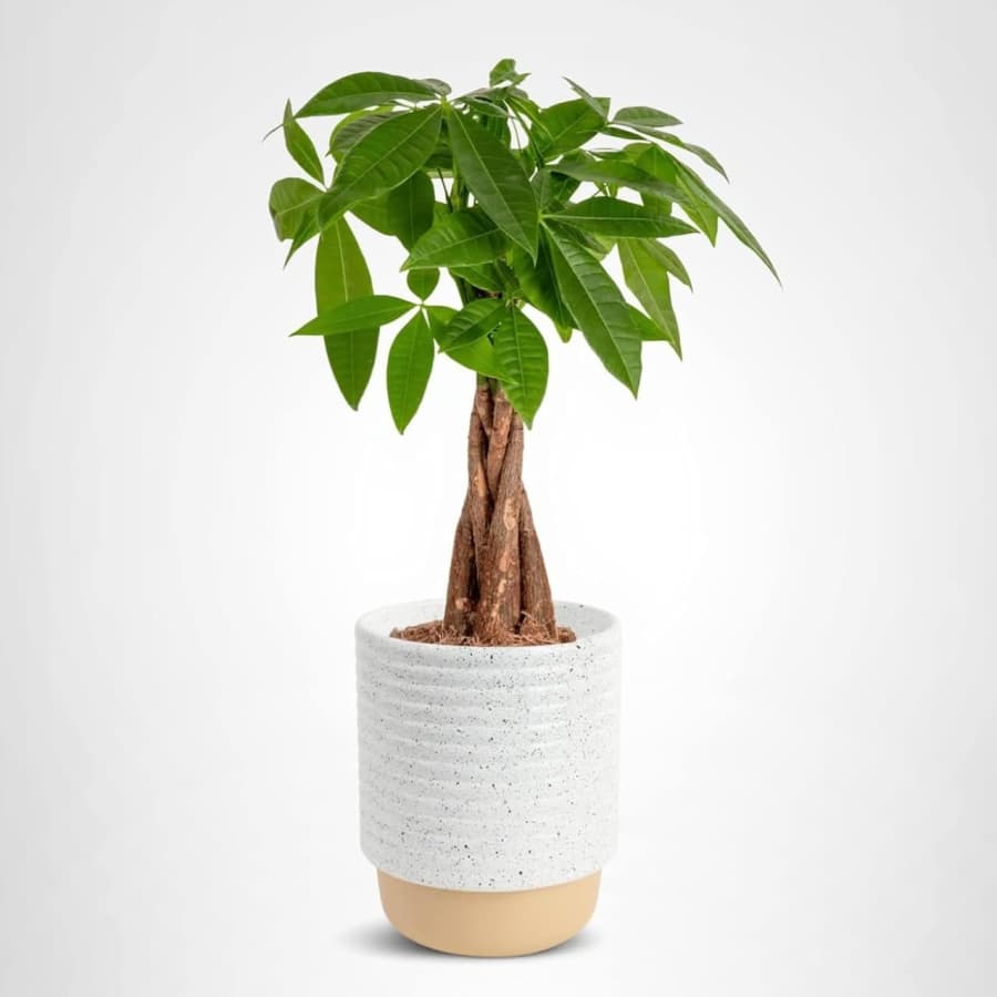 Costa Farms Plants Black Friday Deals at Amazon: Up to 34% off